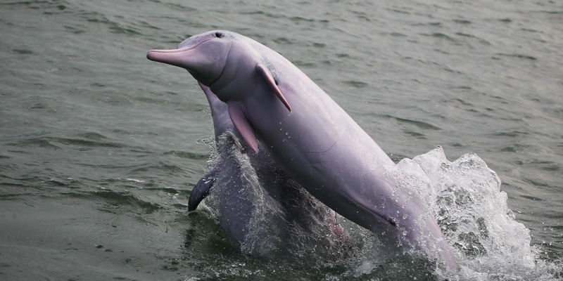 Splashing about in the sea (© Cetacean Ecology Lab, SWIMS, HKU)